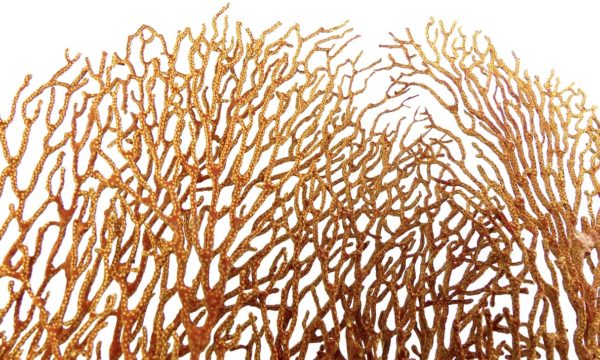 Grande Gorgonian gorgone rouge sur pied (détail)