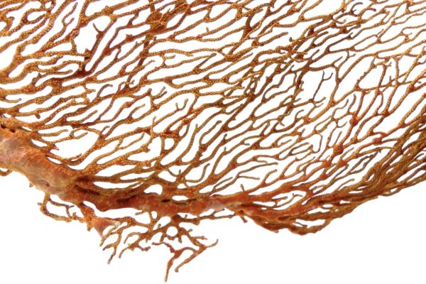 Grande Gorgonian gorgone rouge sur pied (détail)