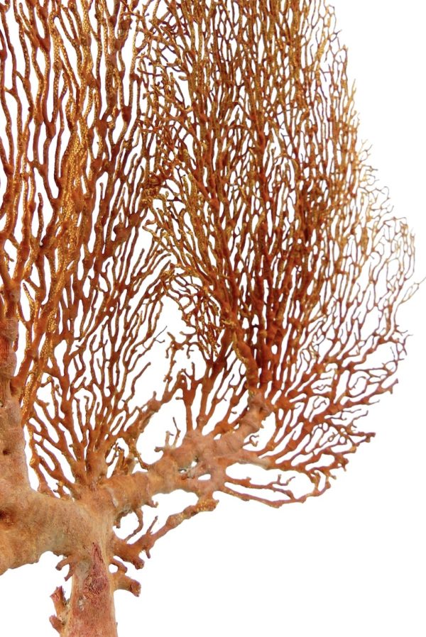 Grande Gorgonian gorgone rouge sur pied (détail)