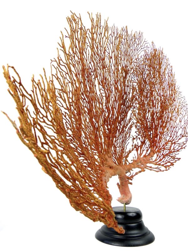 Grande Gorgonian gorgone rouge sur pied (profil)