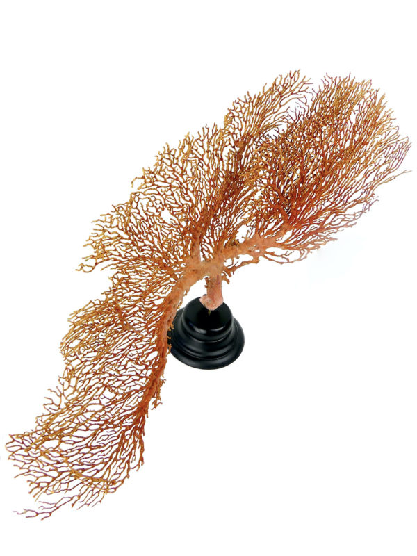 Grande Gorgonian gorgone rouge sur pied (dessus)