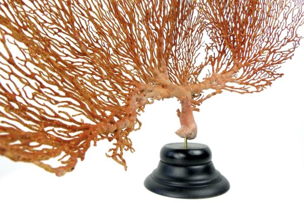 Grande Gorgonian gorgone rouge sur pied (détail)