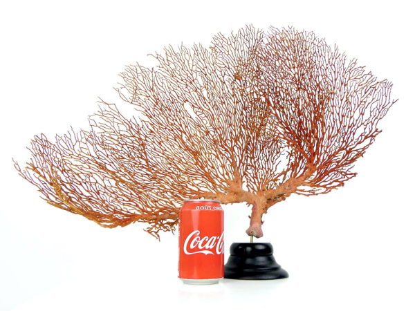 Grande Gorgonian gorgone rouge sur pied (proportion)