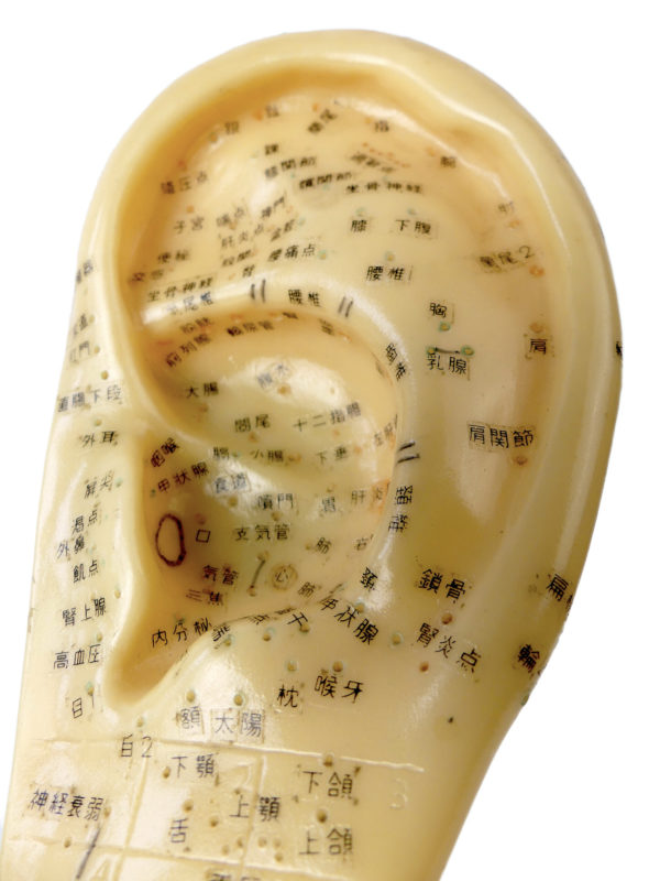 Oreille d’acupuncture chinoise en PVC souple et pied en bronze (détail)
