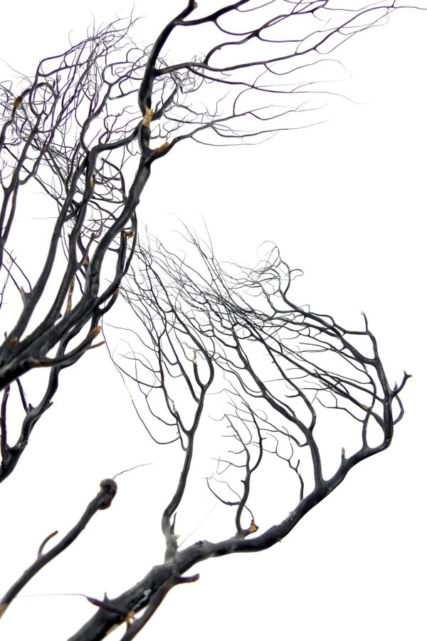 Gorgone noire sur pied noir en bois tourné (détail)