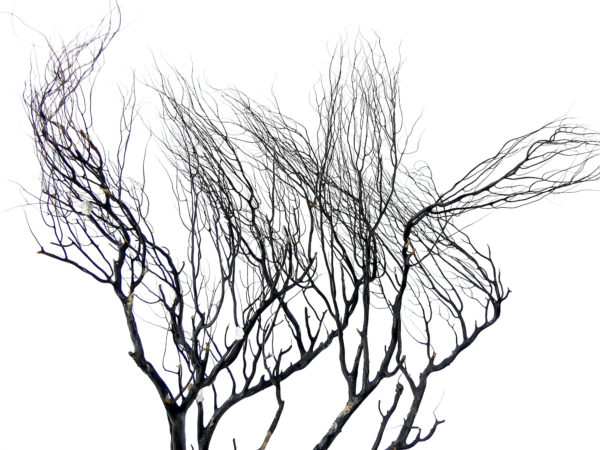 Gorgone noire sur pied noir en bois tourné (détail)