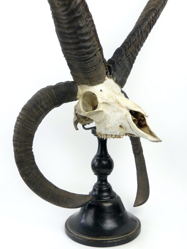 Grand crâne de Jacob à 4 longues cornes sur pied (détail 3/4)