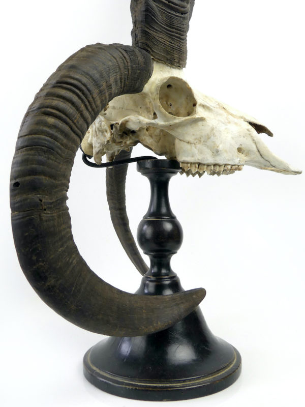 Grand crâne de Jacob à 4 longues cornes sur pied (détail profil)