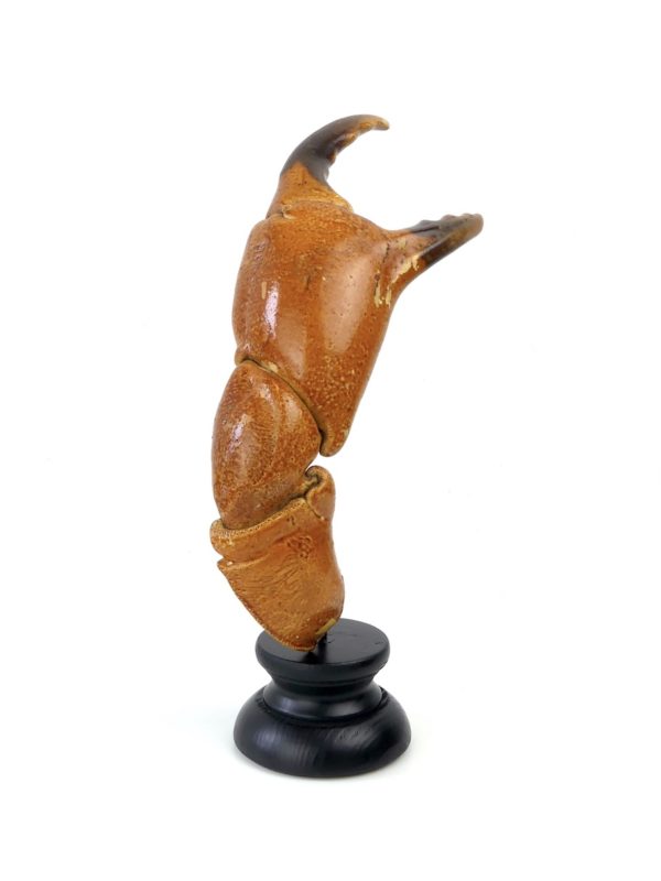 Grande pince de tourteau sur pied (face)