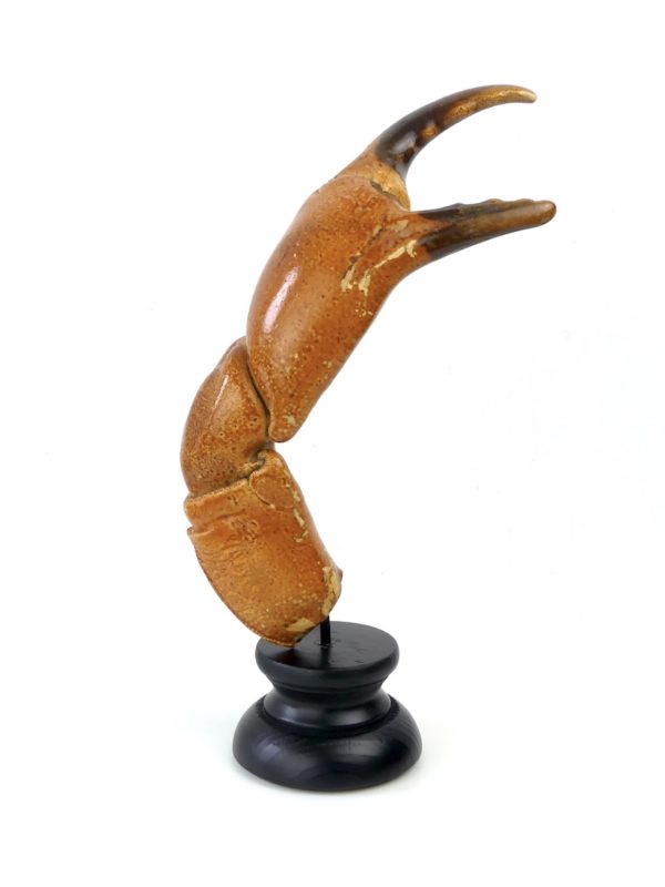 Grande pince de tourteau sur pied (profil)
