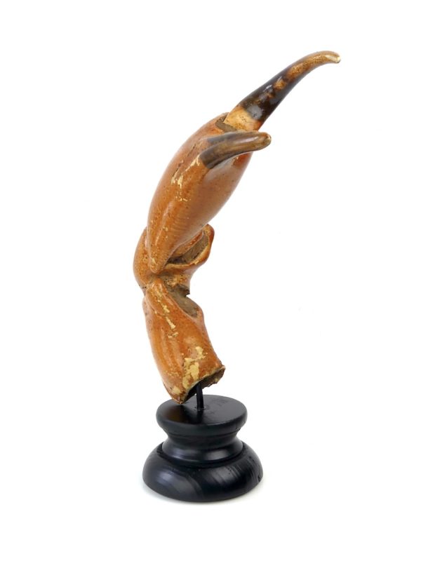 Grande pince de tourteau sur pied (3/4)
