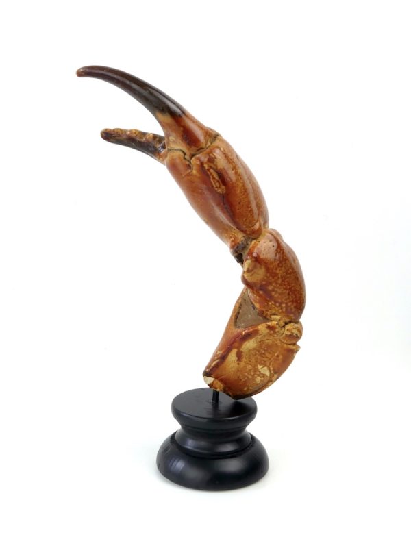 Grande pince de tourteau sur pied (profil)