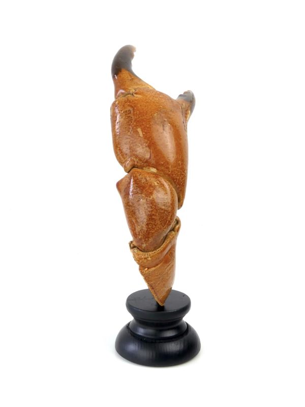 Grande pince de tourteau sur pied (face)
