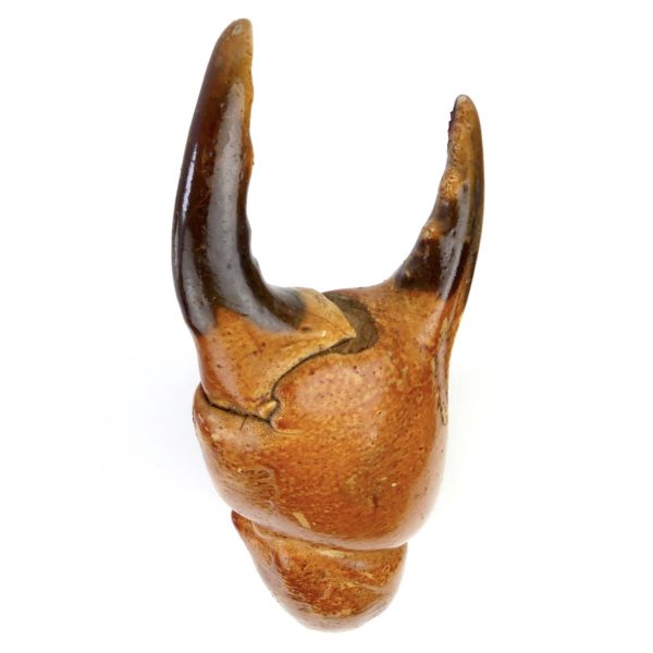 Grande pince de tourteau sur pied (dessus)