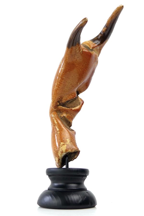 Grande pince de tourteau sur pied (3/4)
