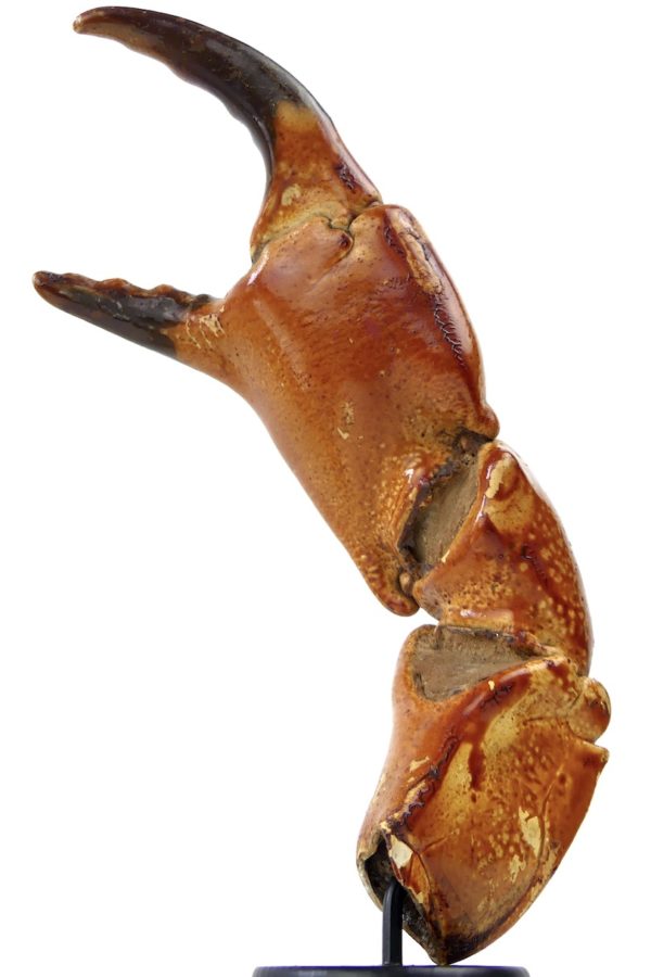 Grande pince de tourteau sur pied (détail)