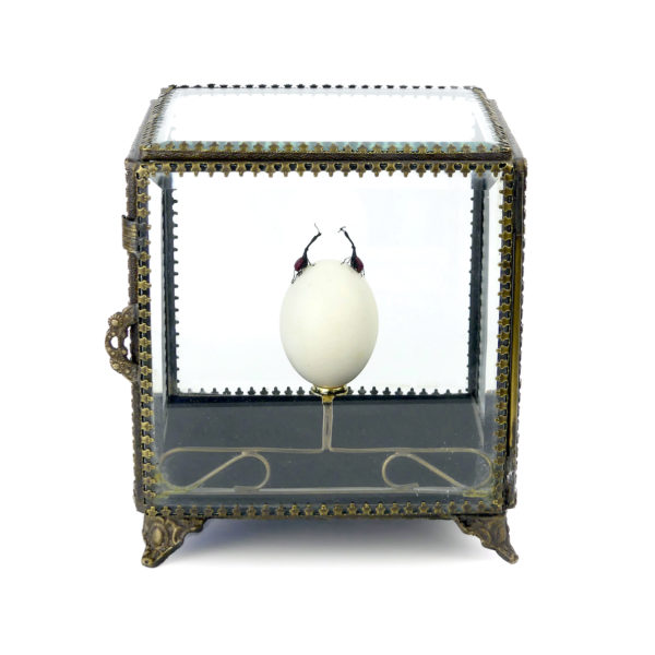 Œuf de pigeon et deux charançons girafes dans leur cage de verre (dos)