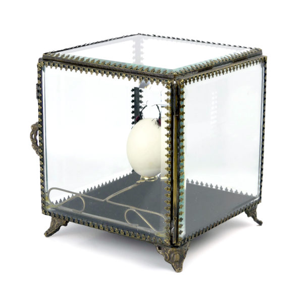 Œuf de pigeon et deux charançons girafes dans leur cage de verre (3/4 dos)