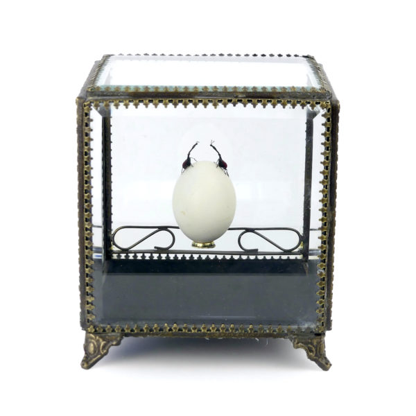Œuf de pigeon et deux charançons girafes dans leur cage de verre (face)