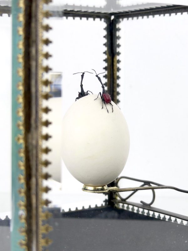 Œuf de pigeon et deux charançons girafes dans leur cage de verre (détail)