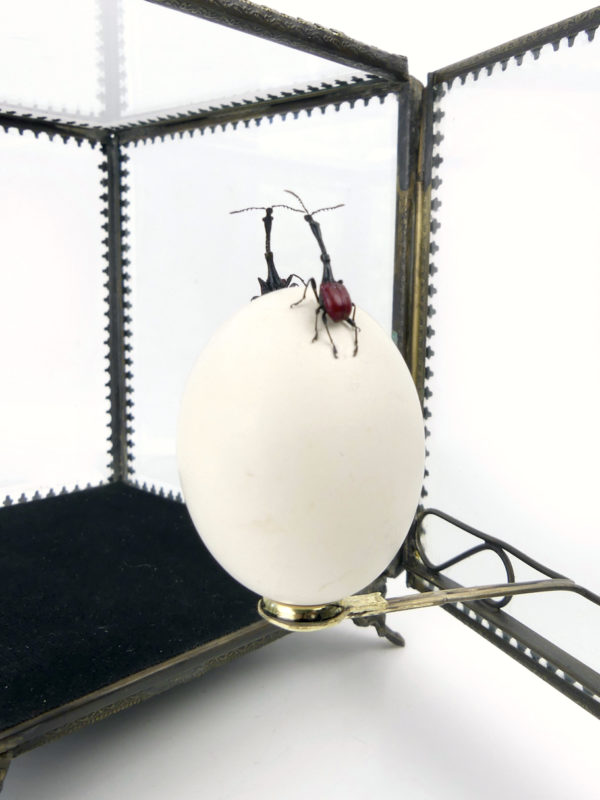 Œuf de pigeon et deux charançons girafes dans leur cage de verre (détail)