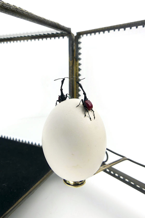 Œuf de pigeon et deux charançons girafes dans leur cage de verre (détail)