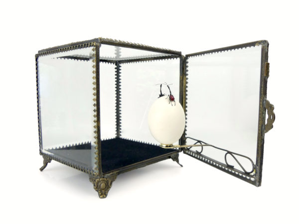 Œuf de pigeon et deux charançons girafes dans leur cage de verre (3/4 ouverte)
