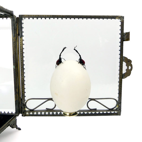 Œuf de pigeon et deux charançons girafes dans leur cage de verre (ouverte)
