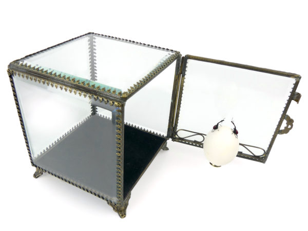 Œuf de pigeon et deux charançons girafes dans leur cage de verre (3/4 ouverte)