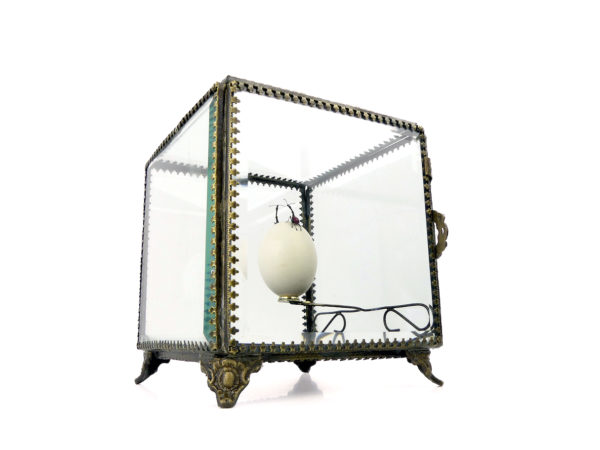 Œuf de pigeon et deux charançons girafes dans leur cage de verre (3/4)