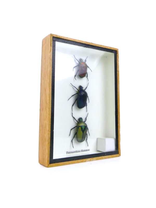 Petit cadre 3 scarabées naturalisés sous verre (3/4)