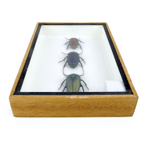 Petit cadre 3 scarabées naturalisés sous verre (dessous)