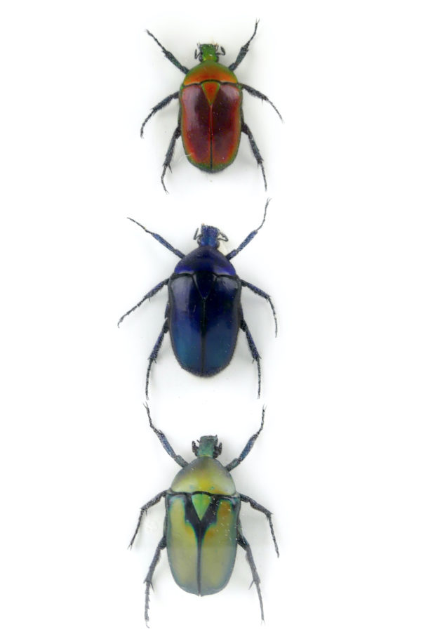 Petit cadre 3 scarabées naturalisés sous verre (détail)