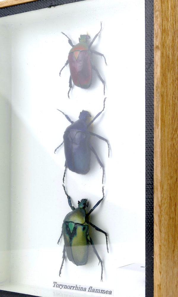 Petit cadre 3 scarabées naturalisés sous verre (détail)