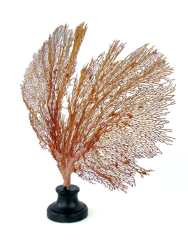 Grande gorgone rouge Gorgonian sur pied en marbre (3/4)