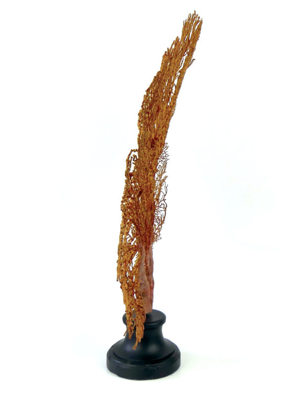 Grande gorgone rouge Gorgonian sur pied en marbre (profil)