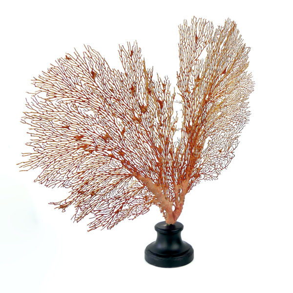 Grande gorgone rouge Gorgonian sur pied en marbre (3/4)