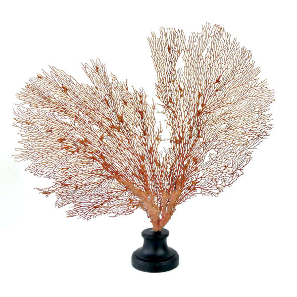 Grande gorgone rouge Gorgonian sur pied en marbre (dos)