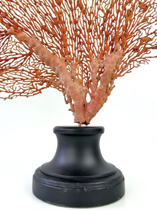 Grande gorgone rouge Gorgonian sur pied en marbre (détail)