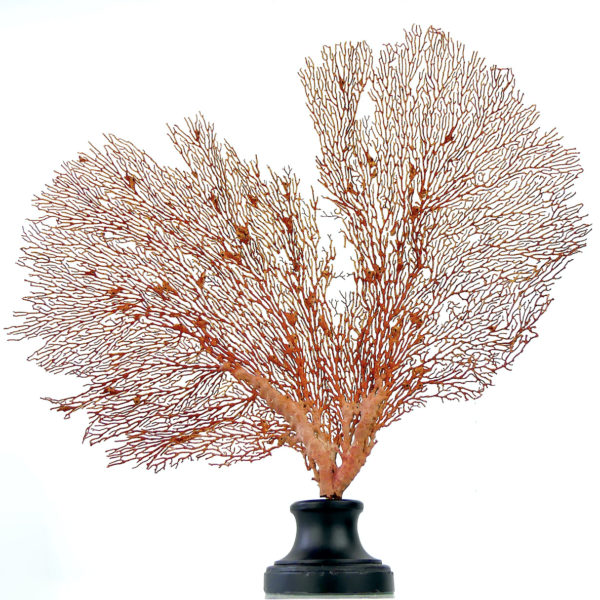 Grande gorgone rouge Gorgonian sur pied en marbre (face)