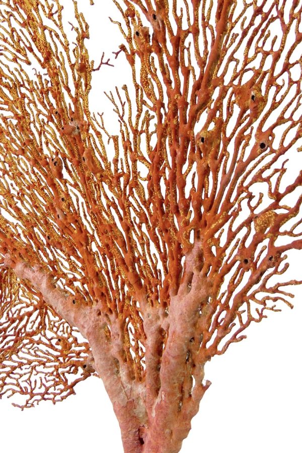 Grande gorgone rouge Gorgonian sur pied en marbre (détail)
