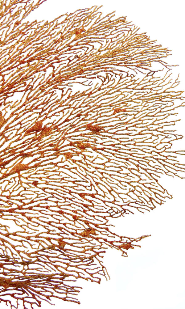 Grande gorgone rouge Gorgonian sur pied en marbre (détail)