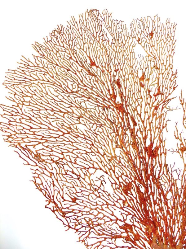 Grande gorgone rouge Gorgonian sur pied en marbre (détail)