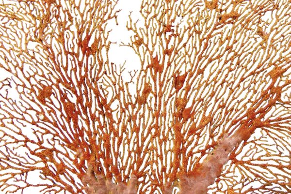 Grande gorgone rouge Gorgonian sur pied en marbre (détail)