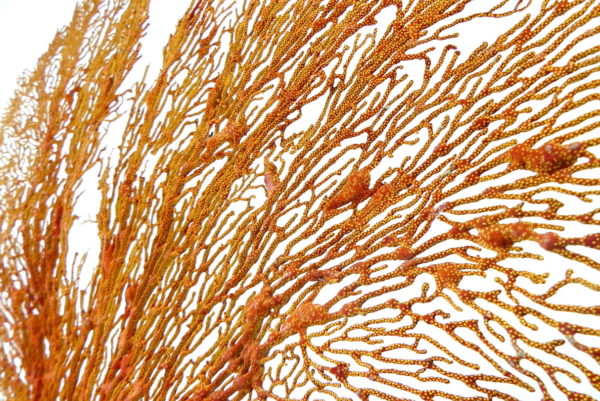 Grande gorgone rouge Gorgonian sur pied en marbre (détail)