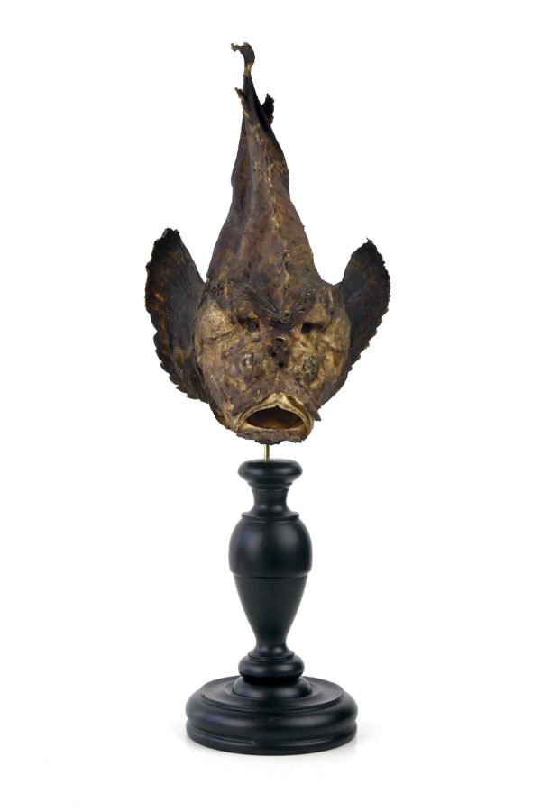 Poisson-pierre naturalisé sur pied en bois tourné (face)