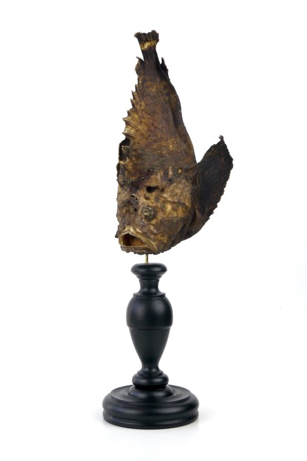 Poisson-pierre naturalisé sur pied en bois tourné (3/4)