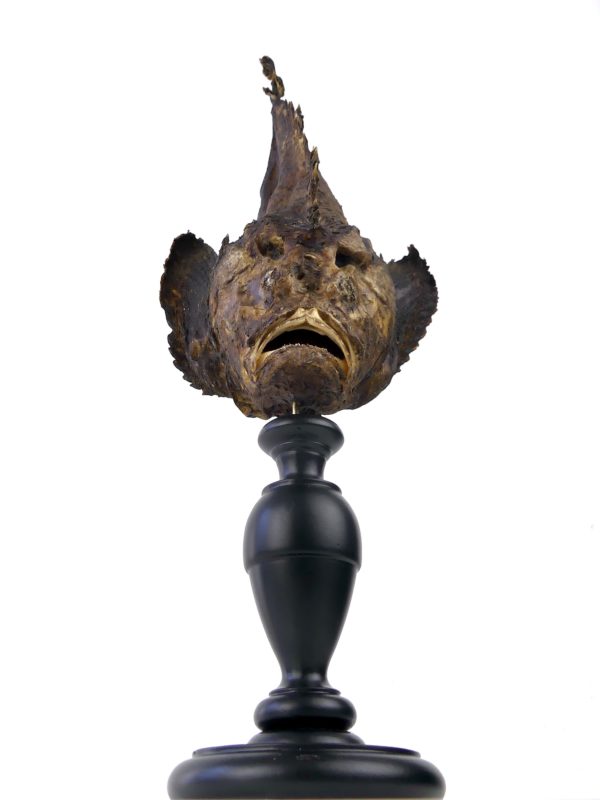 Poisson-pierre naturalisé sur pied en bois tourné (face)