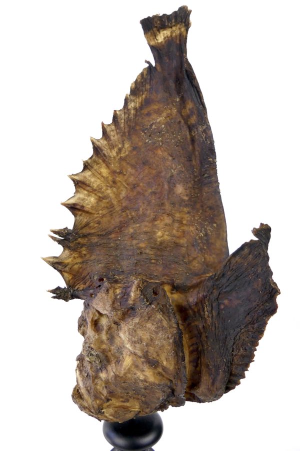 Poisson-pierre naturalisé sur pied en bois tourné (détail profil)
