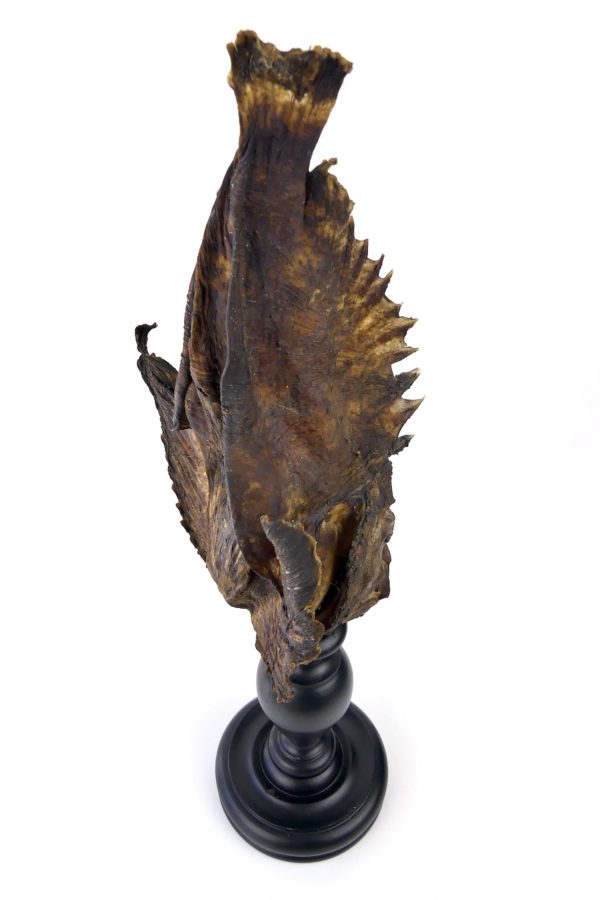 Poisson-pierre naturalisé sur pied en bois tourné (dessus 3/4)